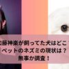 加藤神楽が飼ってた犬はどこ？ペットのネズミの現状は？無事か調査！