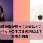 加藤神楽が飼ってた犬はどこ？ペットのネズミの現状は？無事か調査！
