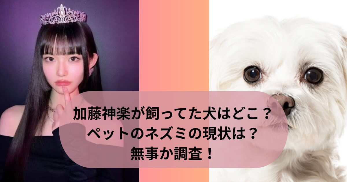加藤神楽が飼ってた犬はどこ？ペットのネズミの現状は？無事か調査！